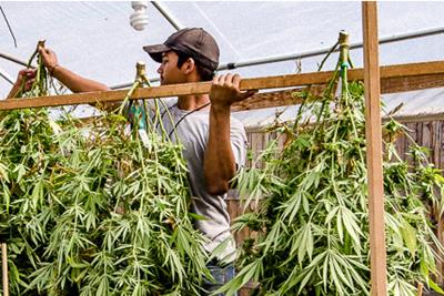 Image of a grower working at Kiona Farms by lifting a rack of recently harvested bright green cannabis plants