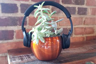 A light, pale plant that is in an orange pot listening to a pair of black headphones. 