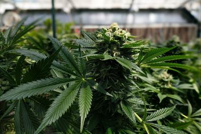 growing cannabis plants