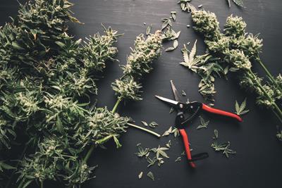 Trim scissors next to harvested cannabis flower.