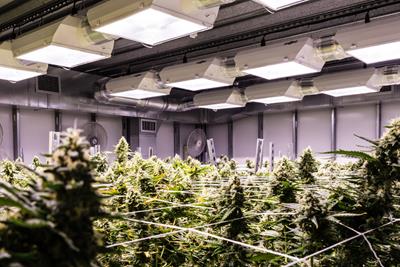 Image of an small indoor grow room with 12 white lights turned on above a green canopy of cannabis below. 