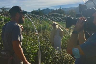 Group of people, one with a video camera, checking out green cannabis plants in a outdoor garden with hills rolling in the background.