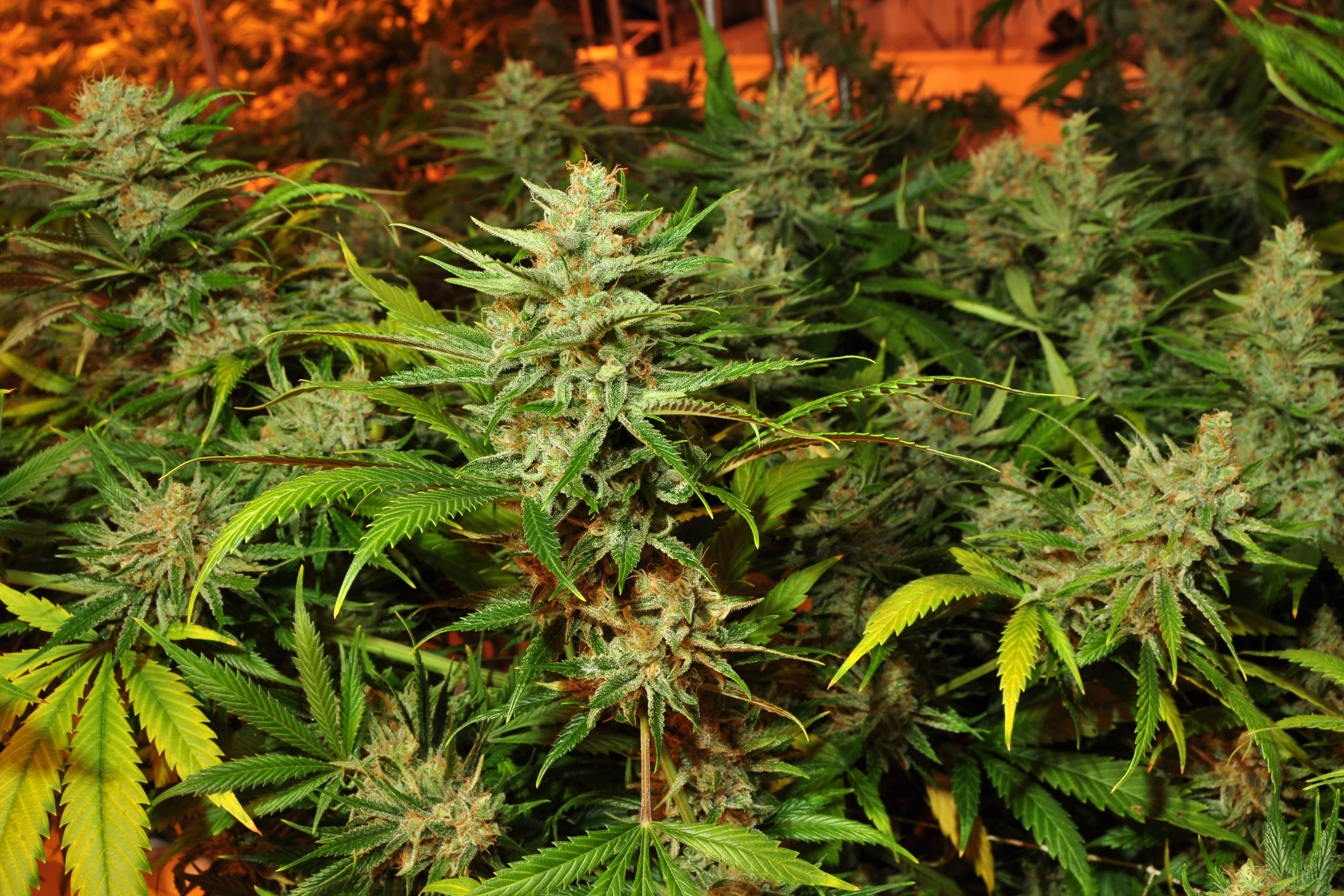 outdoor marijuana plant yield