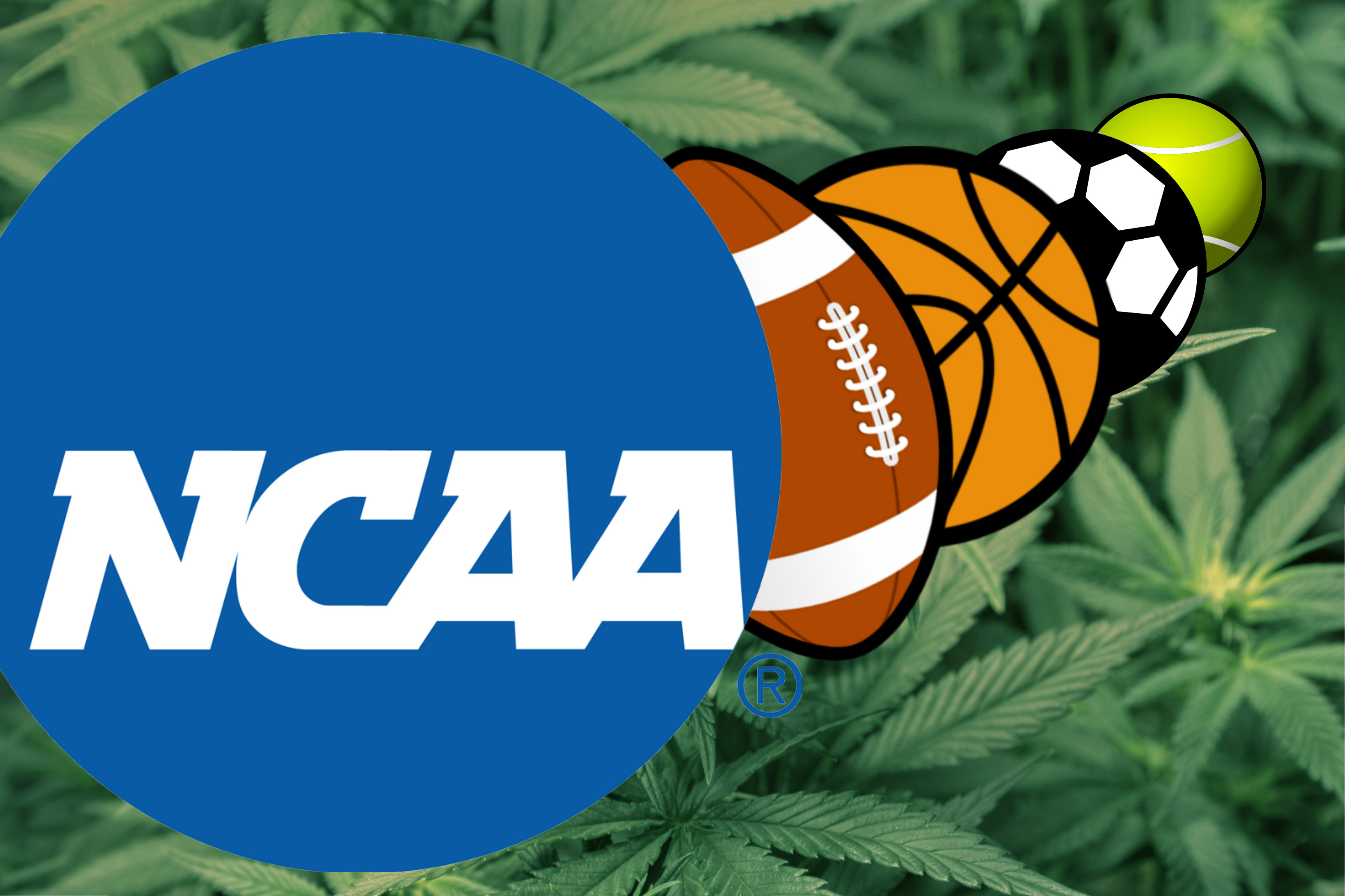 Marijuana is Still Banned in the NCAA, But Times Are Changing PotGuide