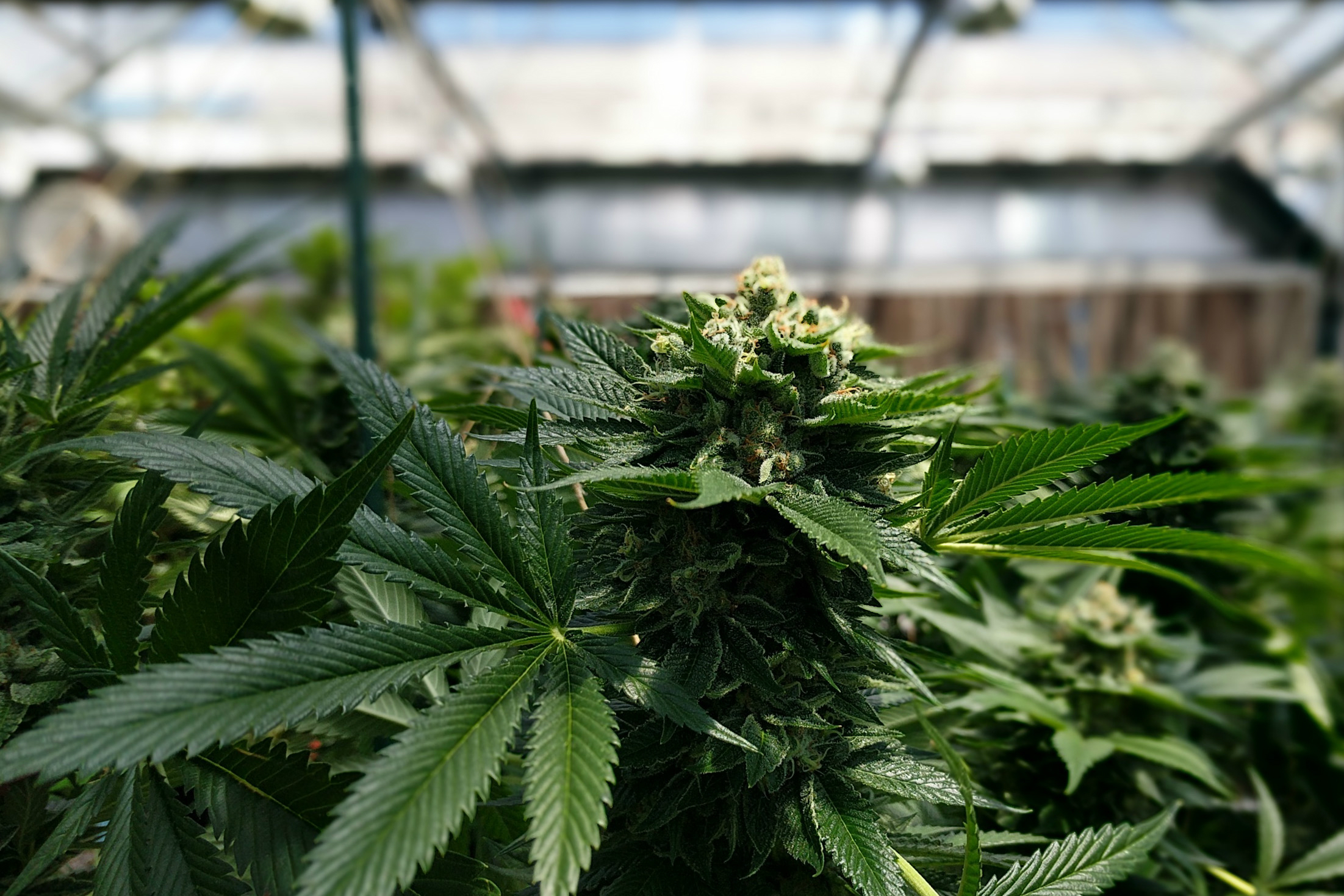 Understanding Photoperiod Manipulation in Cannabis Cultivation | PotGuide