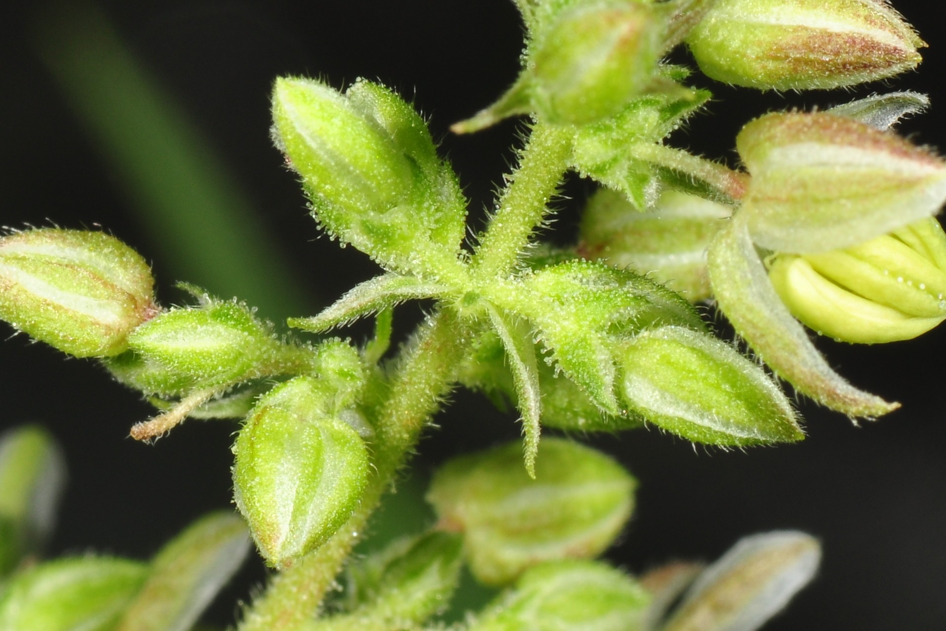 Where to Get Cannabis Seeds to Start a Grow | PotGuide.com