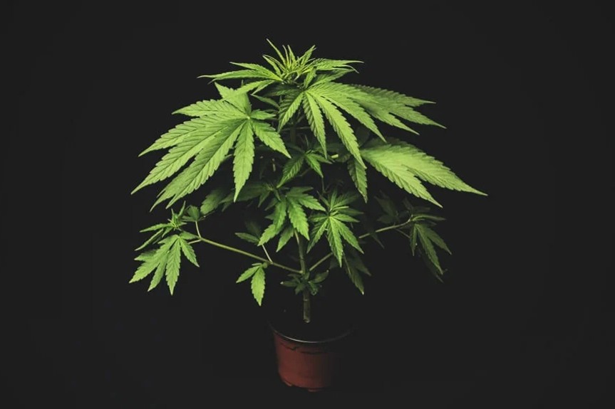 https://potguide.com/media/76483535/micro-growing-marijuana_-is-it-worth-the-effort_.jpg