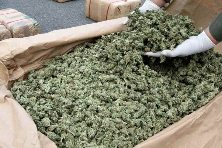 How Much is a Pound of Weed Worth? | PotGuide.com