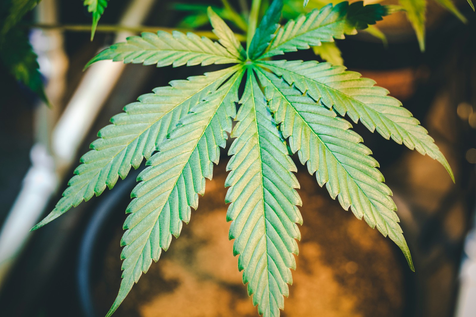 How to Grow Marijuana for Personal Use and Avoid Dispensaries | PotGuide