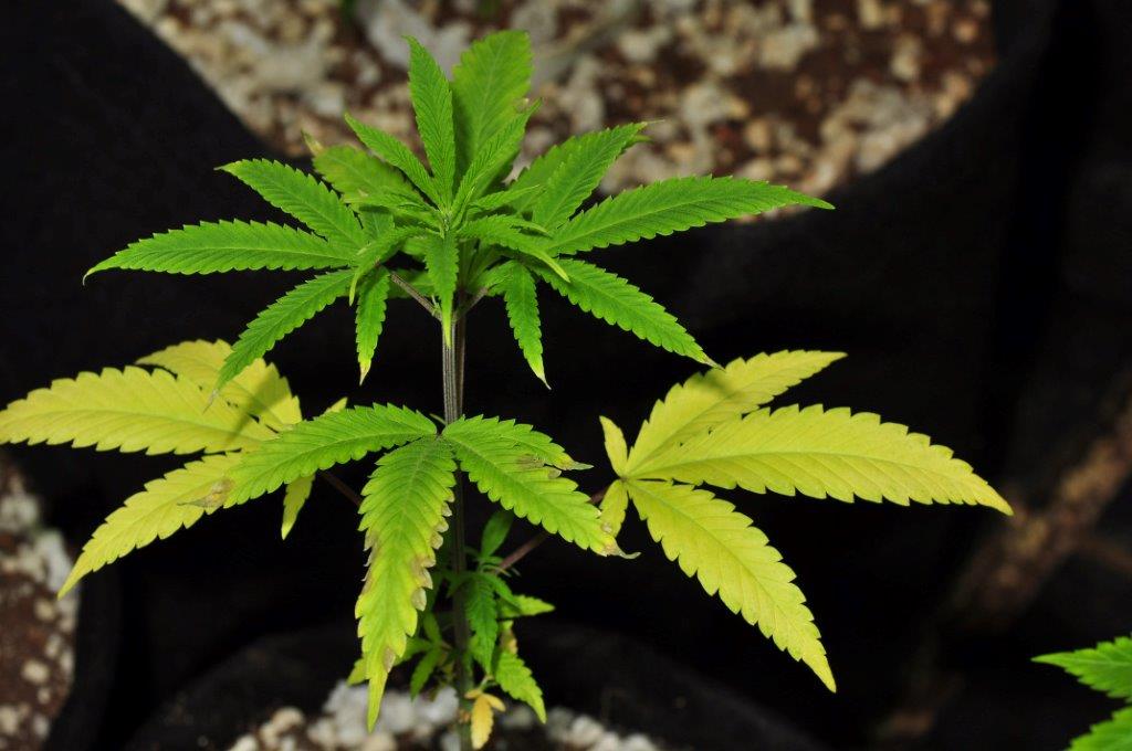 Cannabis Cultivation: How to Handle Contaminants & Viruses in Your Garden |  PotGuide