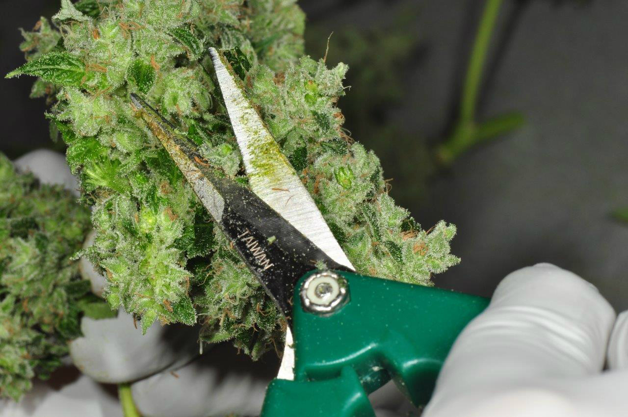 How to Get the Most from Your Cannabis Trim | PotGuide.com