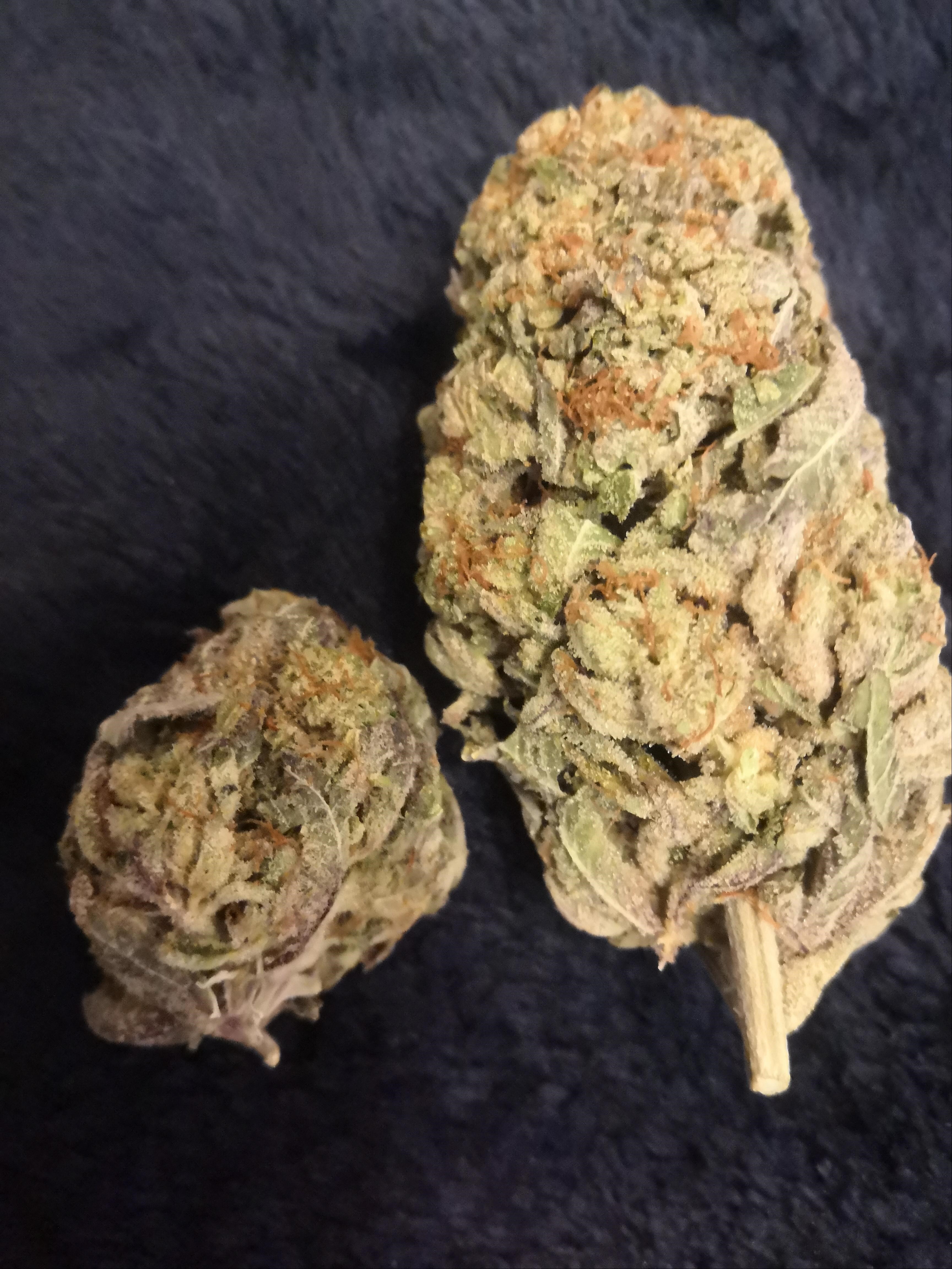 Artizen Cannabis Star Dawg - Weedmaps
