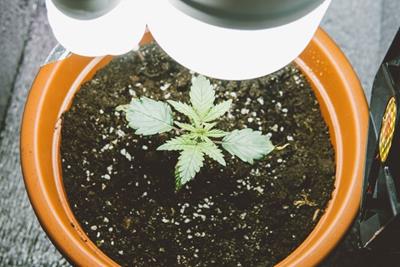 Burlington utility offers efficient, indoor cannabis-growing tips