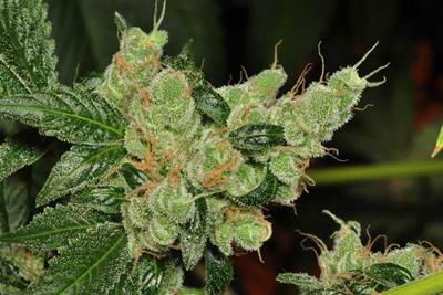 Image of a top cola of a flowering marijuana plant.