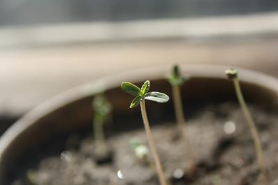 little plant sprouts growing out of living soil