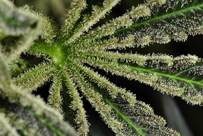 Up close image of the center of a outdoor cannabis leaf that is covered in cream colored trichome crystals