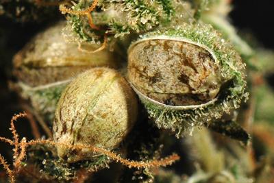 a cannabis seed
