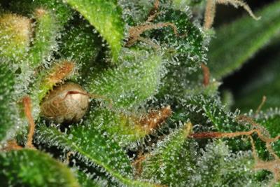 seeds on a cannabis plant