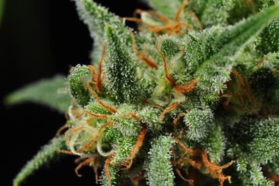 Macro shot of a flowering cannabis plant.