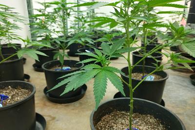 cannabis grow mediums 