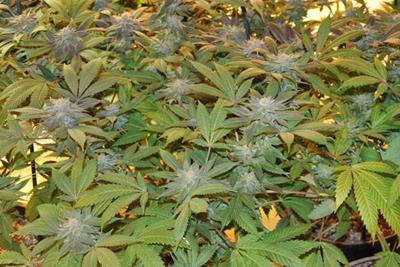 Growing Marijuana In Soil Vs Hydroponic Systems Potguide Com