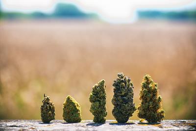 Image of several nugs of different cannabis strains.