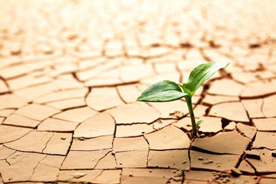 Image of a dry climate with cracking soil with a green plant seedling breaking through and growing.