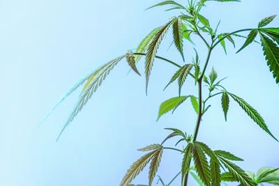 Green cannabis plant growing with a blue sky in the background,