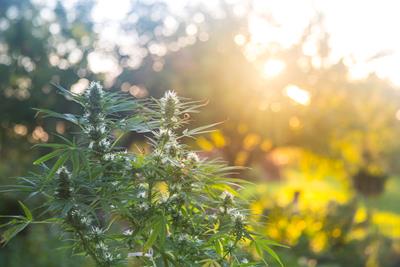 outdoor cannabis grow in Washington 