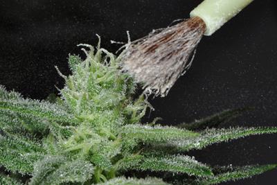 Image of white pollen being dusted onto the top of a green cannabis plant with a paintbrush for the purpose of backcrossing its genetics