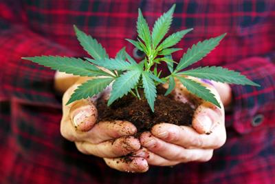 Someone in a red and black flannel shirt with hands forward, holding a pile of brown dirt with a marijuana clone sticking out of the mound