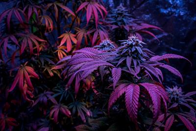 Indoor grow with cannabis plants that has purple and red hues.