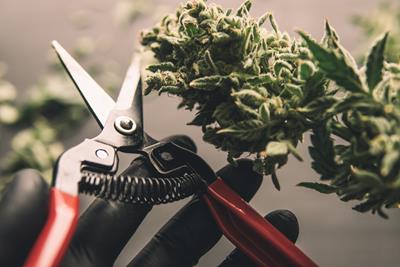 Hand holding scissors, with red handles, and green cannabis cola in the other. The blades are closing in on the bud to start trimming.