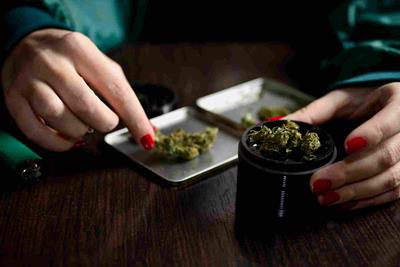 A pair of hands, with red fingernail polish, breaking down their stash of green cannabis from a silver tray and into a black weed grinder that has the top off with a few nuggets on the top of it.