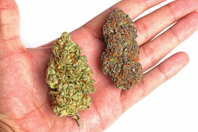 A hand, palm side up, holding two cannabis nuggets, one that is dark purple and one that is bright green