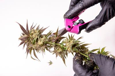 Image of hands with black gloves holding pink and black scissors while trimming a cannabis branch with light green buds along with purple hues