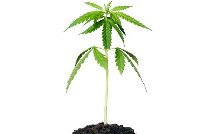 a small cannabis plant grows from a dark patch of soil, set on a white background