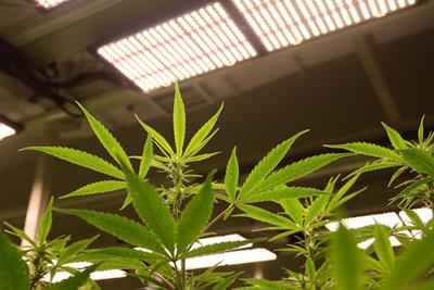 cannabis plants under a grow light