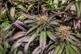 How to Create Better Hybrid Cannabis Strains